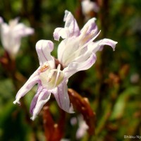 Strobilanthes stenodon C.B.Clarke